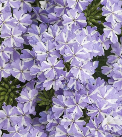 Verbena Superbena® Stormburst